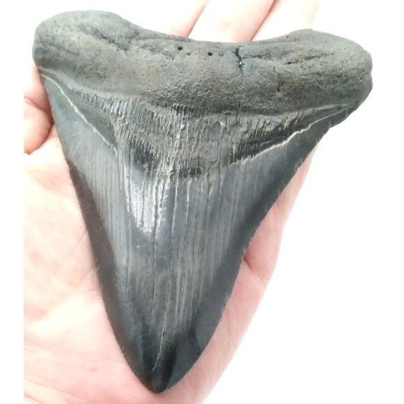Prehistoric Otodus Megalodon Fossilized Shark Tooth Massive Top Quality Specimen - Picture 1 of 7